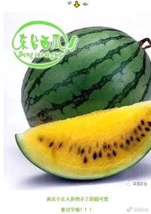 环球吃瓜 video,揭秘热门视频背后的故事与真相